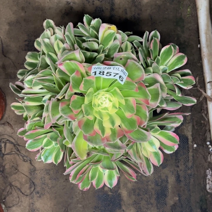 18576白凤多肉植物