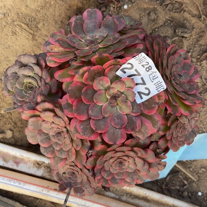 2772红金刚多肉植物