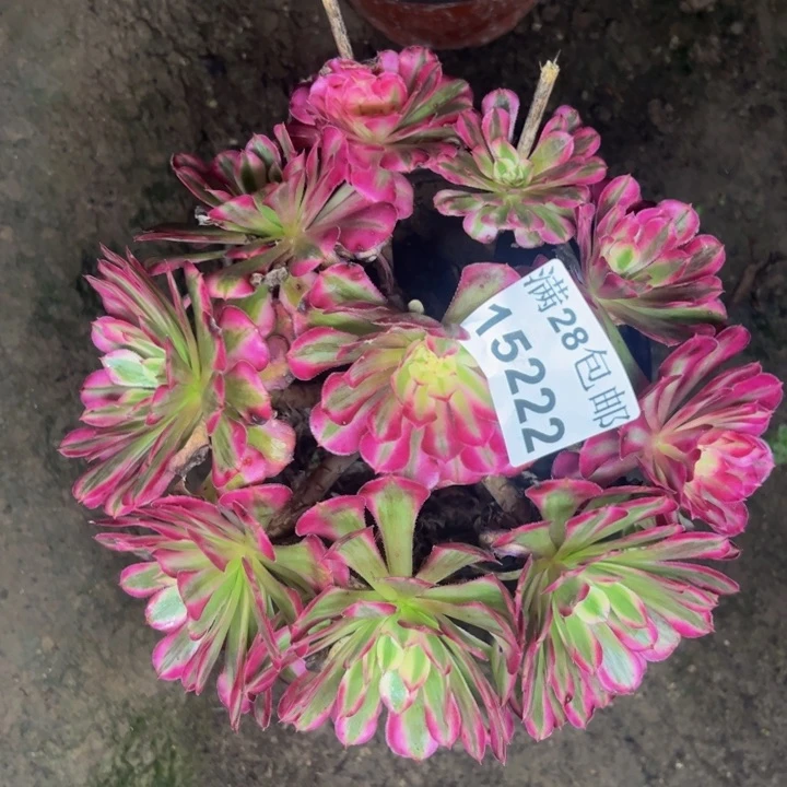 15222同白多肉植物