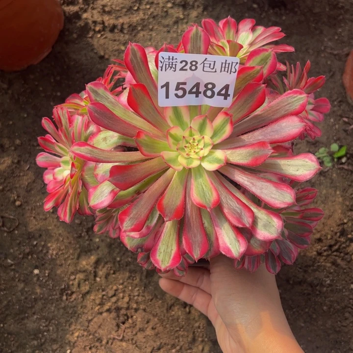 15484同白多肉植物