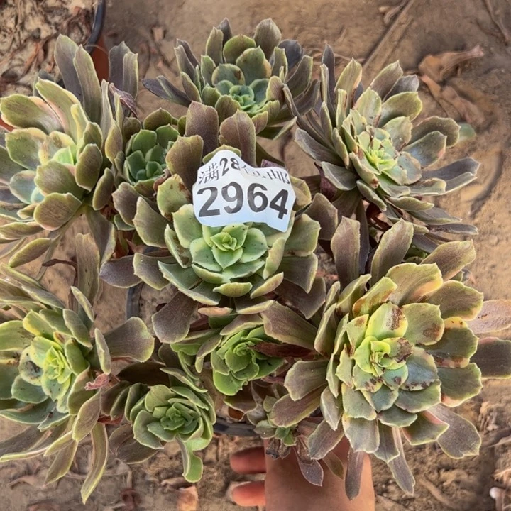 2964灰多肉植物花