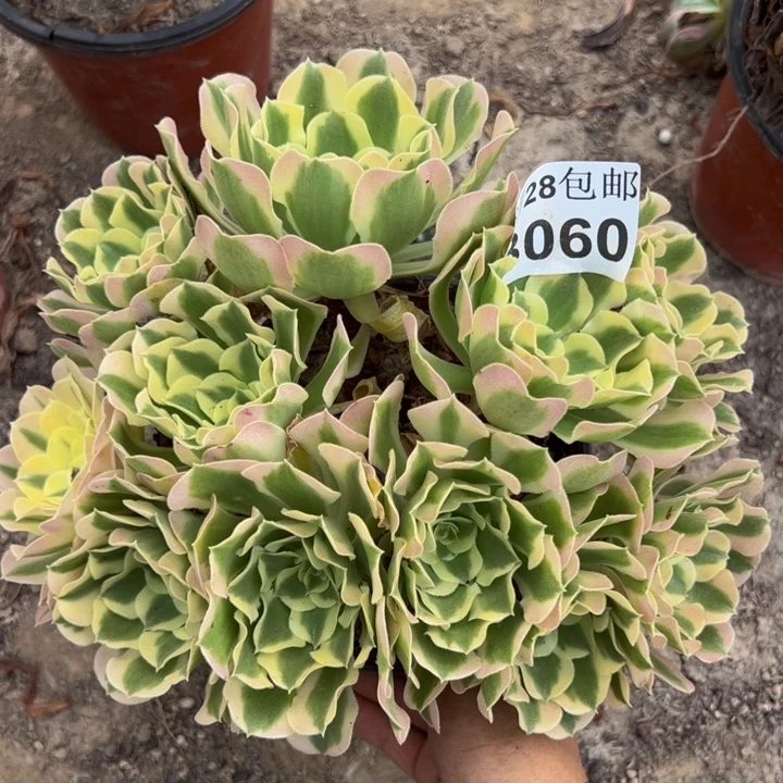 3060白凤多肉植物