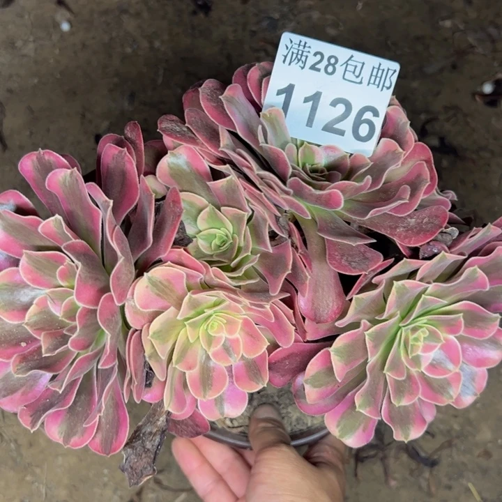 1126南鹏美杜莎缀化多肉植物
