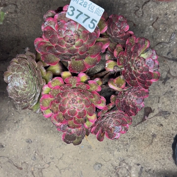 3775红金刚多肉植物