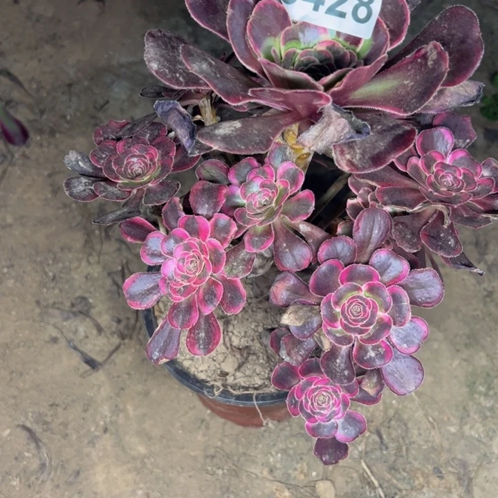 3428丽娜多肉植物
