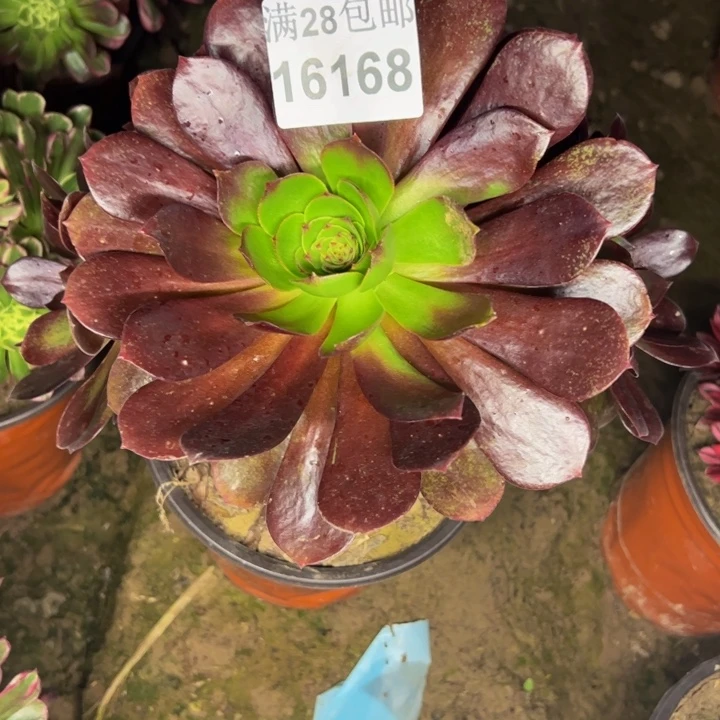 16168南黑膜不包损多肉植物