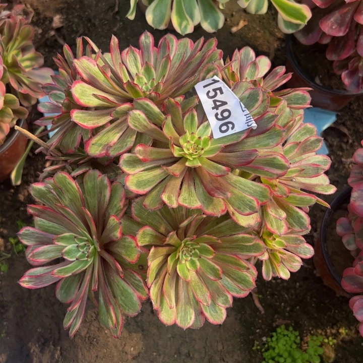 15496紫霞多肉植物