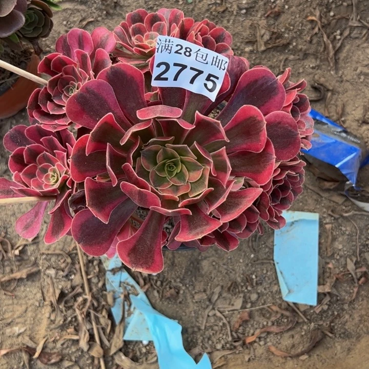 2775美杜莎多肉植物