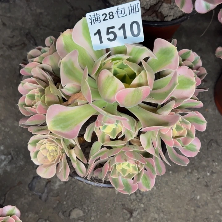 1510女巫多肉植物
