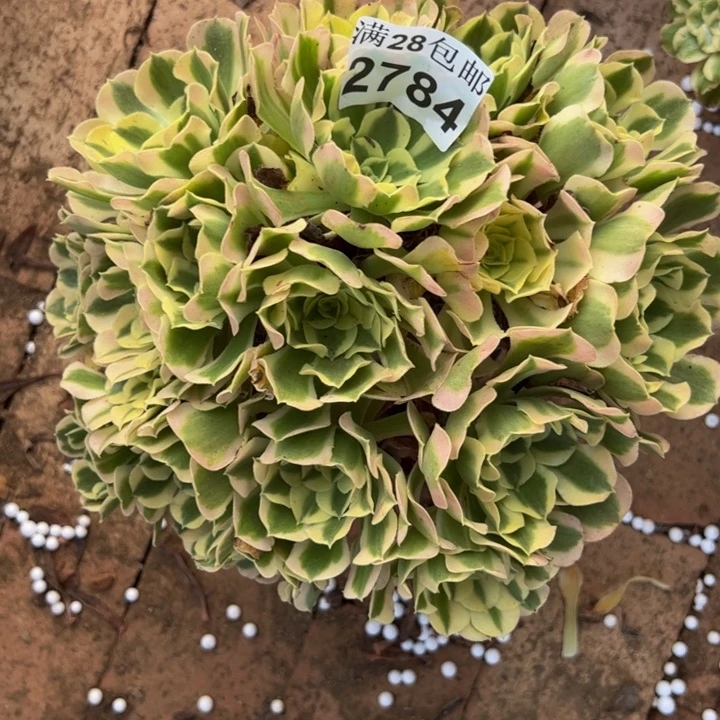 2784白凤多肉植物