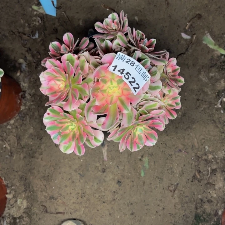 14522女巫多肉植物