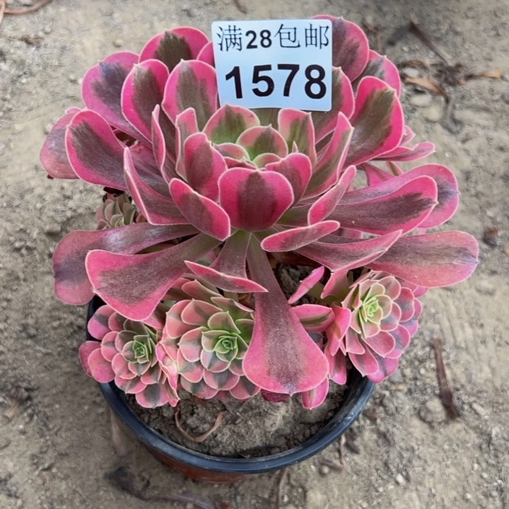 1578美杜莎多肉植物