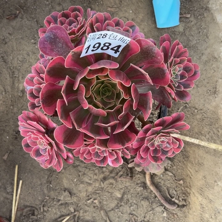 1984美杜莎赶子湾多肉植物