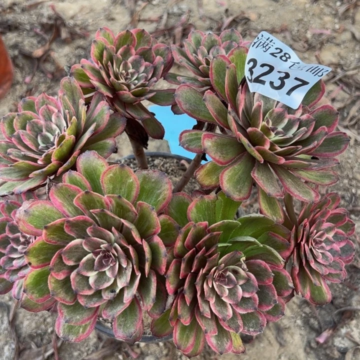 3237紫霞多肉植物
