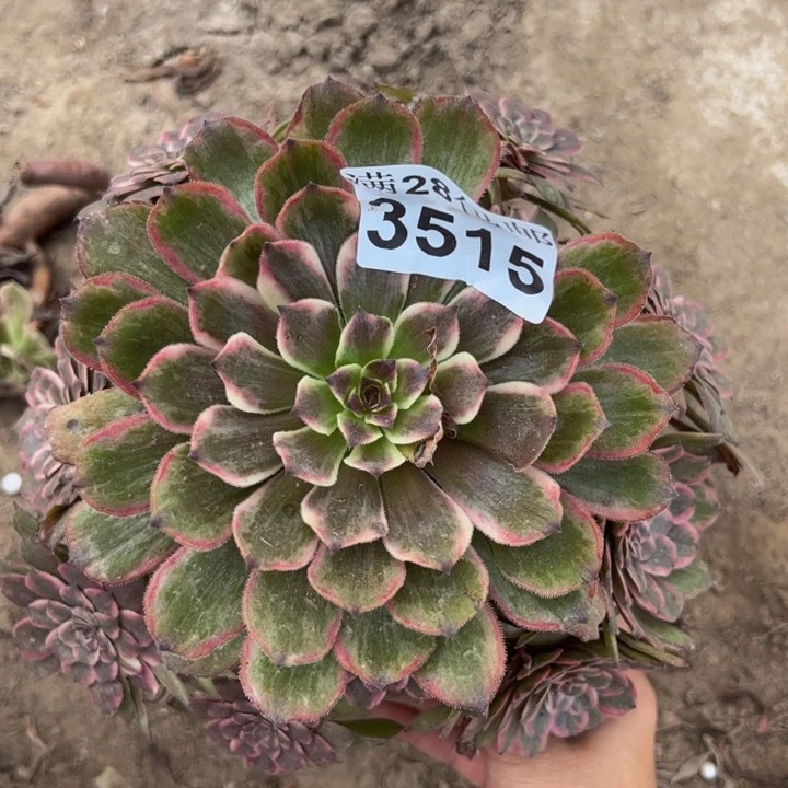 3515紫霞多肉植物