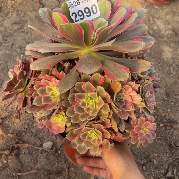 2990蒙娜丽莎多肉植物