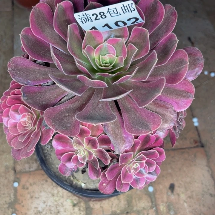 1102美杜莎多肉植物