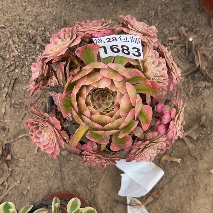 1683同白多肉植物