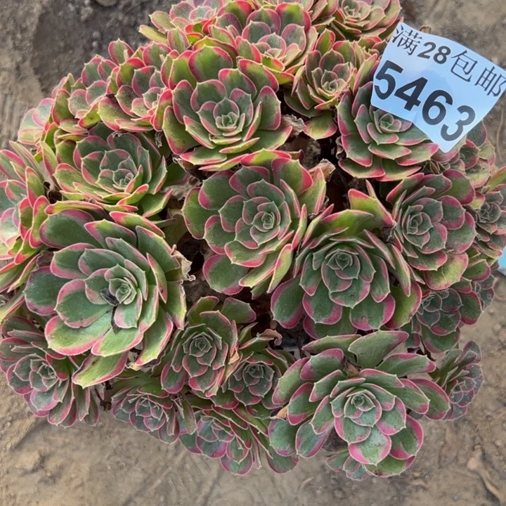 5463有断枝多肉植物