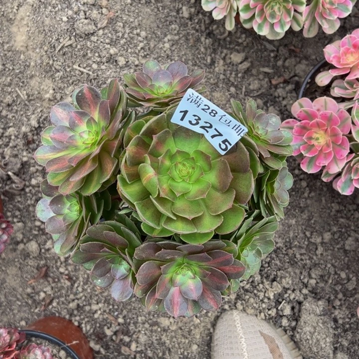 13275南抹茶多肉植物