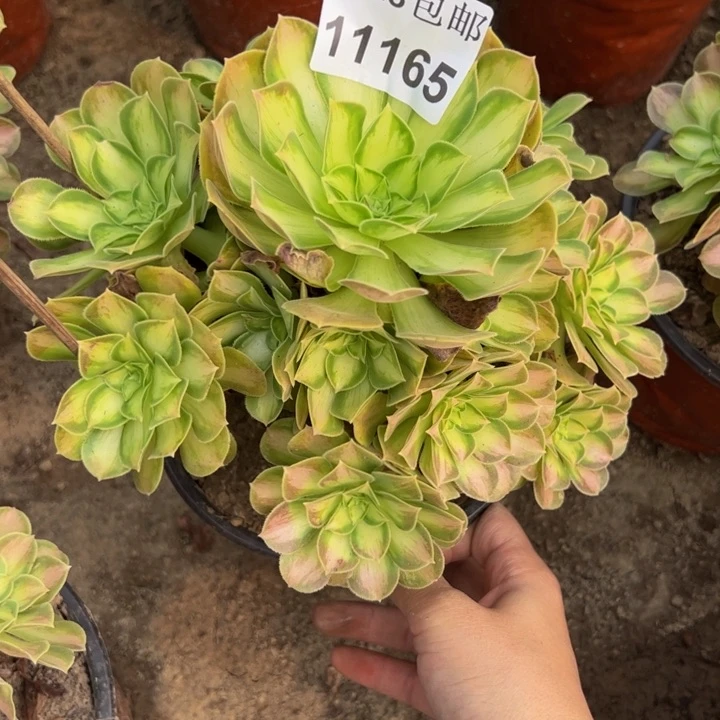 11165韶华多肉植物