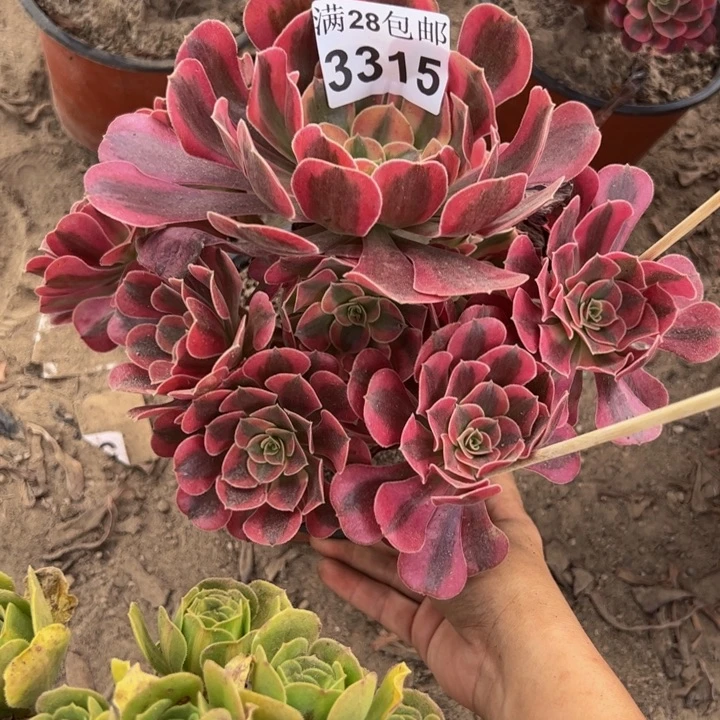 3315美杜莎多肉植物
