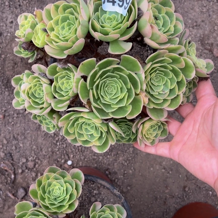 3499奶白多肉植物