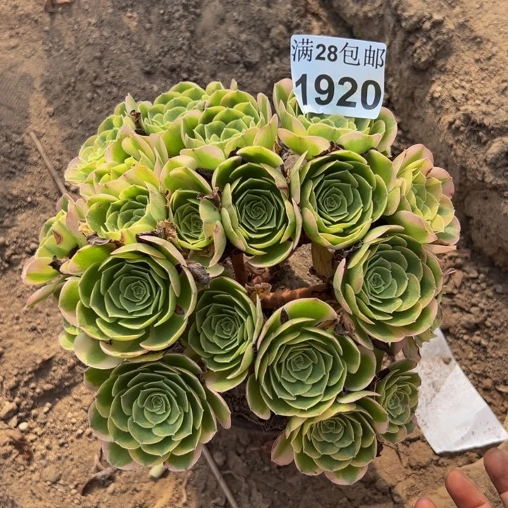 1920奶白多肉植物