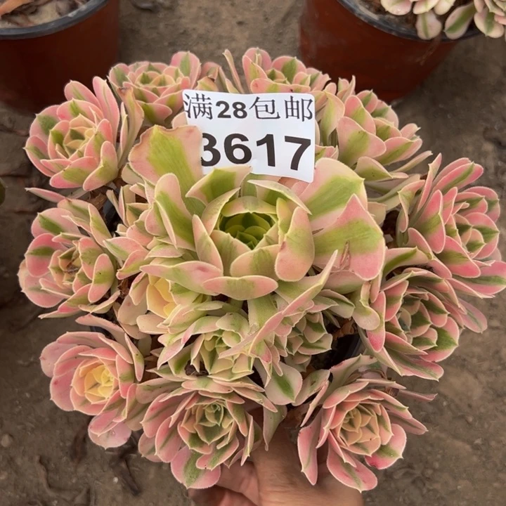 3617女巫多肉植物