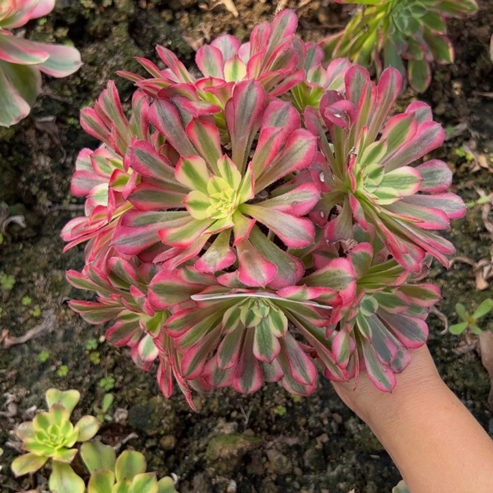 14021同白多肉植物