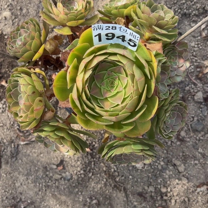 1945抹茶多肉植物