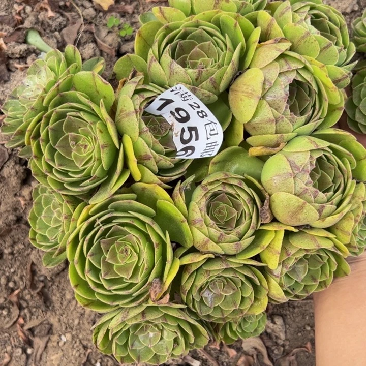 1956万拉丝多肉植物