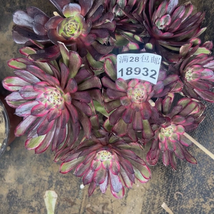 1832紫霞多肉植物