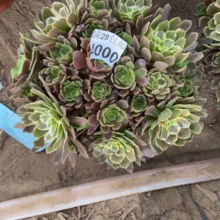 4000灰多肉植物花