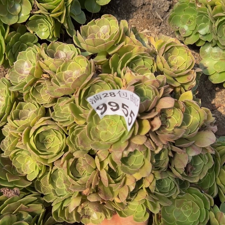 9955南万圣节不包损多肉植物