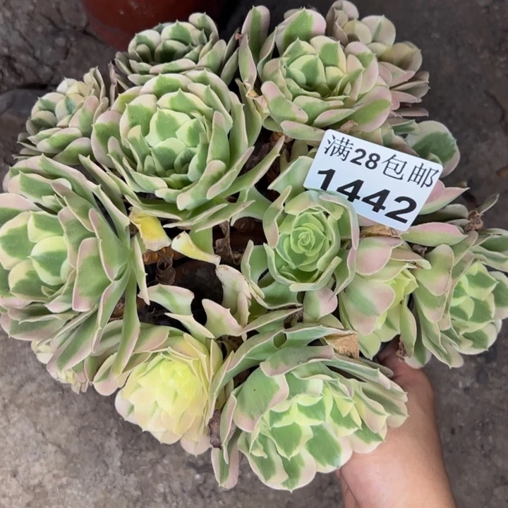 1442白凤多肉植物