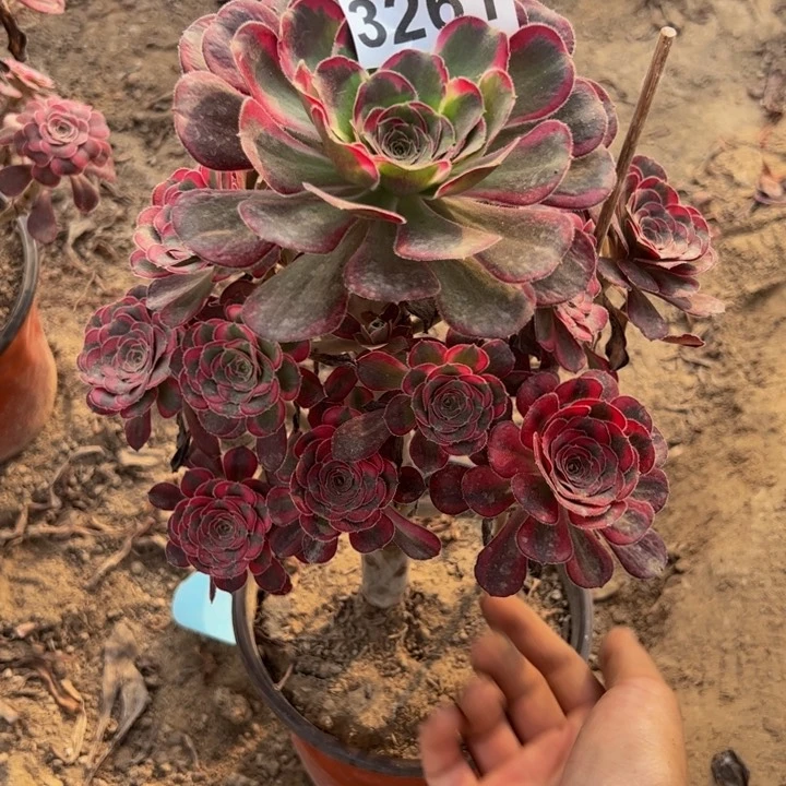 3261蒙娜丽莎多肉植物