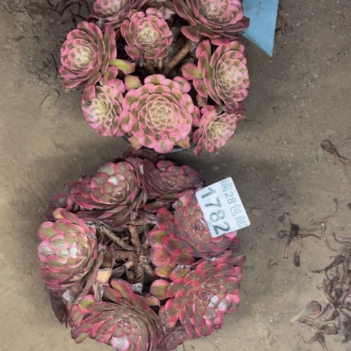 1782红金刚多肉植物