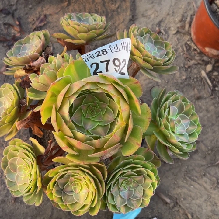 2792抹茶多肉植物