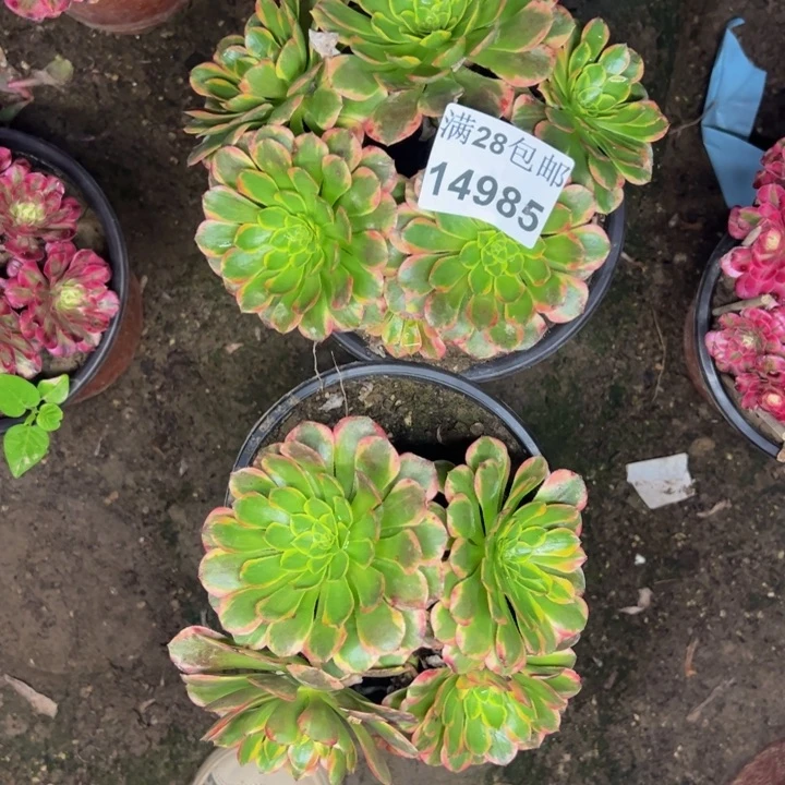 14985两颗多肉植物