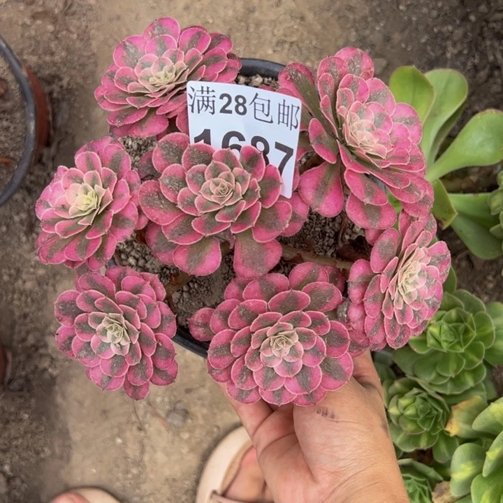 1687同白多肉植物