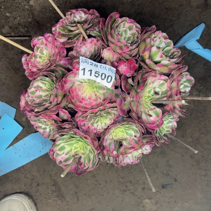 11500同白拼多肉植物