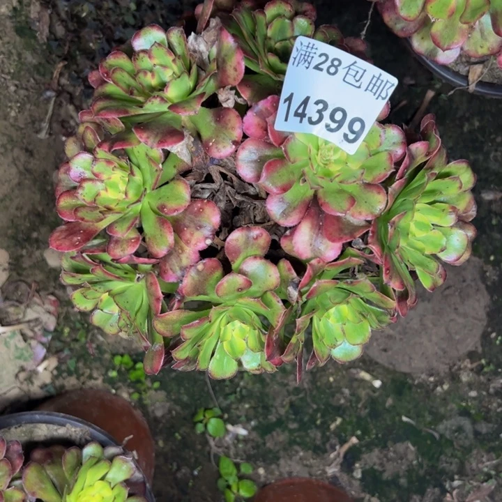 14399舞天姬多肉植物