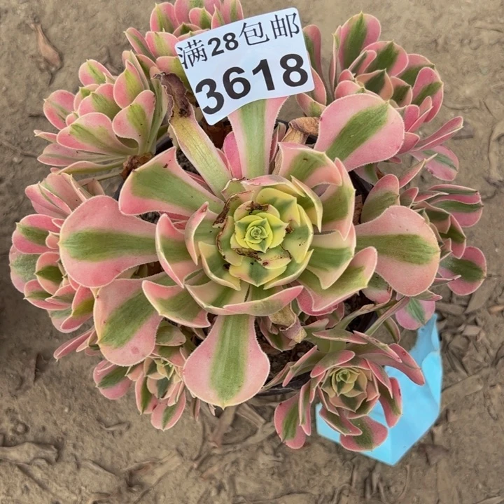 3618女巫多肉植物