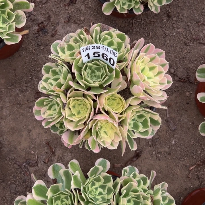 1560白凤多肉植物