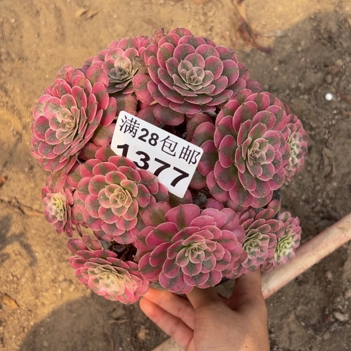 1377同白多肉植物