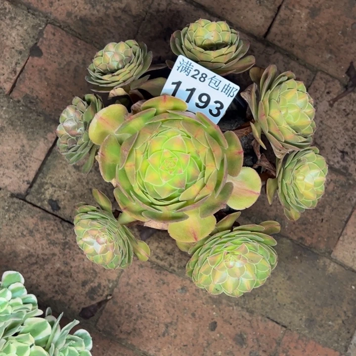 小*鼠1193抹茶多肉植物