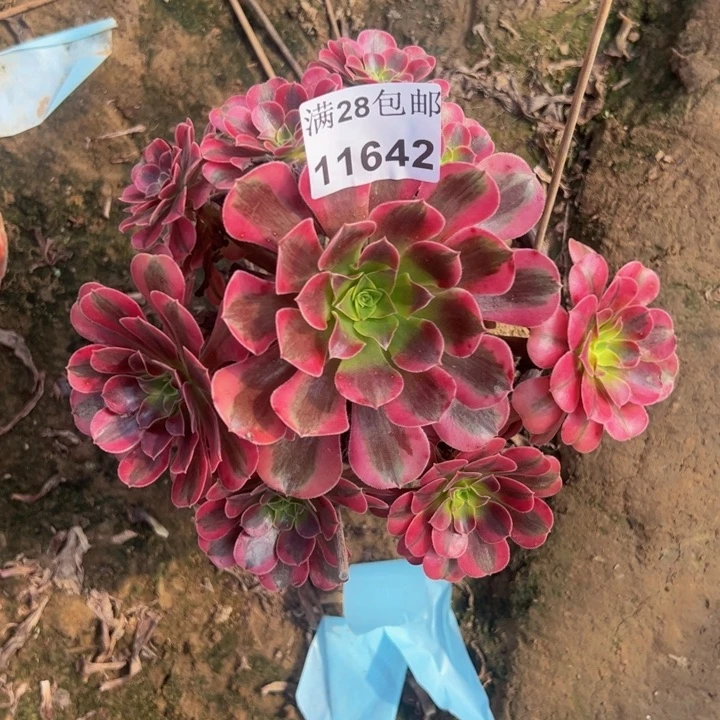 11562美杜莎不包断枝多肉