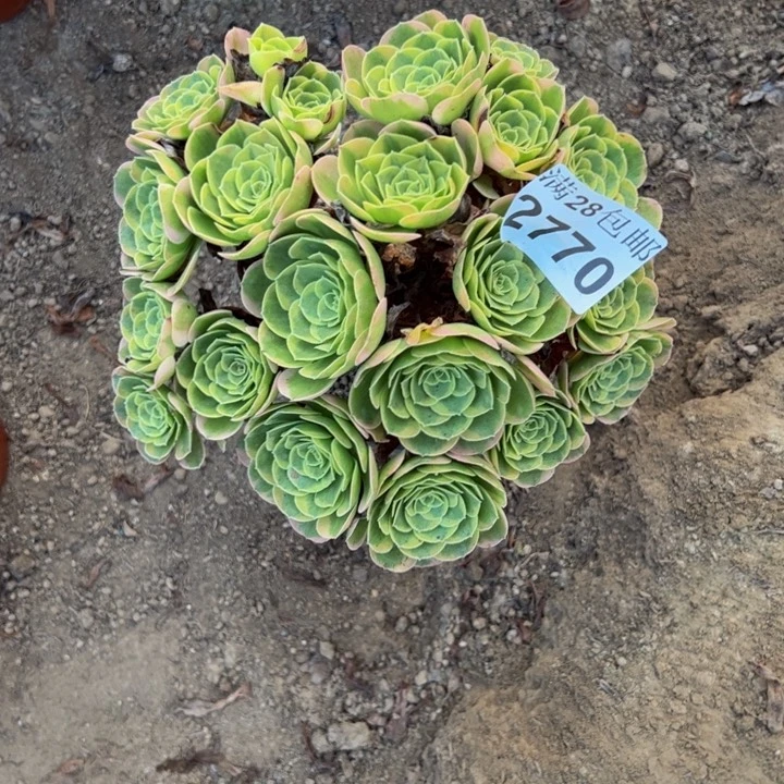 2770奶白多肉植物