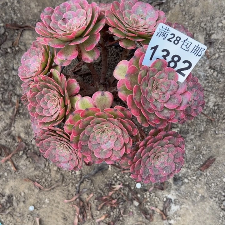 1382月蝉多肉植物